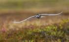 Aleutian tern flying Art Print